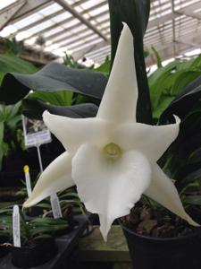 Angraecum Lemförde White Beauty