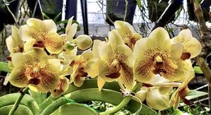 Vanda Amelita Ramos