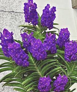 Vanda John De Biase