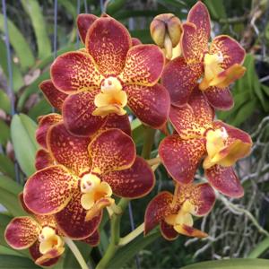 Vanda Wanna