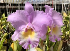 Rhyncholaeliocattleya Marcella Koss