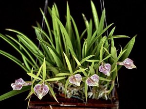 Brassocattleya Nakornpathome Silver