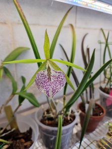 Brassocattleya Nakornpathome Silver