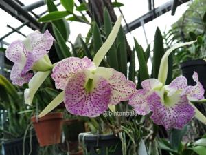 <i>Brassocattleya</i> Udom Fantasy
