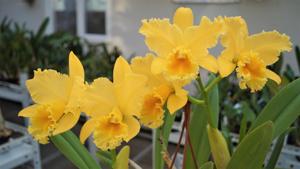Rhyncholaeliocattleya Delta King