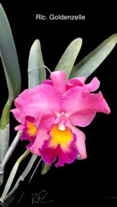 Rhyncholaeliocattleya Goldenzelle