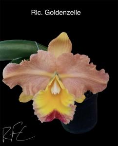 Rhyncholaeliocattleya Goldenzelle