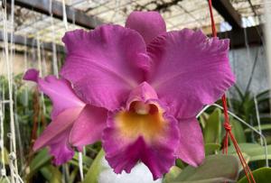 Rhyncholaeliocattleya Goldenzelle