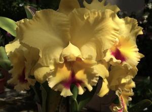 Rhyncholaeliocattleya Goldenzelle
