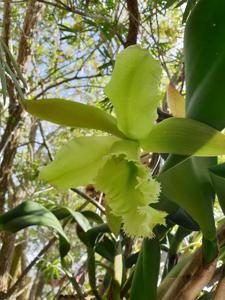 Rhyncholaeliocattleya Ruben's Verde