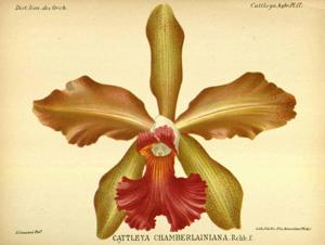Cattleya Chamberlainiana (1881)