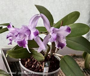 Cattleya Holdenii