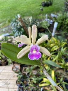 Cattleya Small World