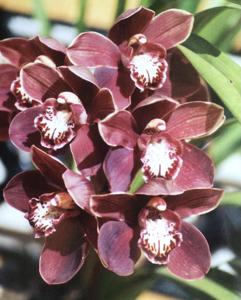 Cymbidium Yacka