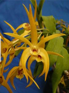 <i>Dendrobium</i> Aussie Aurora