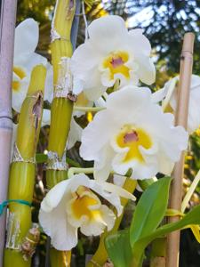 Dendrobium Beautiful Egg