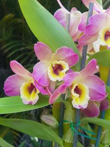 Dendrobium Canary Bird