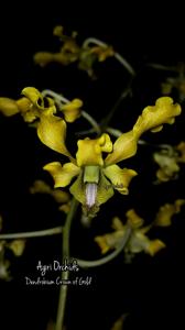 <i>Dendrobium</i> Crown of Gold