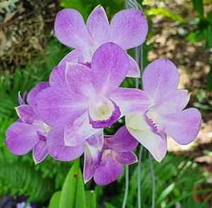 Dendrobium Genting Blue