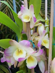 Dendrobium Isochidori