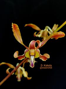 <i>Dendrobium</i> Kakela