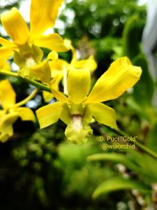 <i>Dendrobium</i> Puci