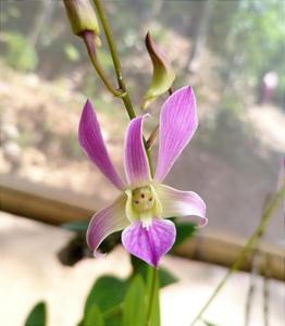 Dendrobium Rose Marie