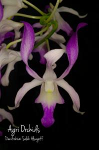 Dendrobium Saleh Alsagoff