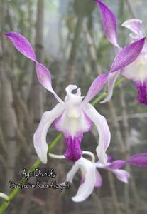 Dendrobium Saleh Alsagoff