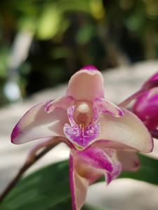 <i>Dendrobium</i> Suffusum