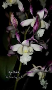 <i>Dendrobium</i> Teng Lian Nio