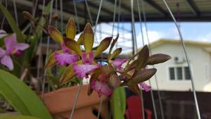 Encyclia Orchid Jungle