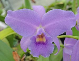 Proguarleya Blue Adagio
