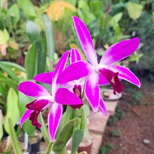 Cattleya Pequena Purple
