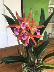 Cattleya Zip