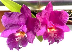Guaricattonia Adamsri