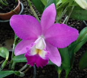 Cattleya Love Knot