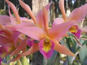 Laelianthe Meadow Gold
