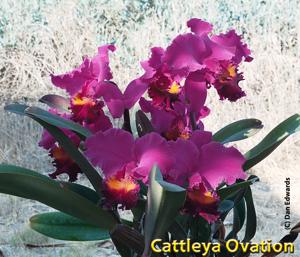 Cattleya Ovation