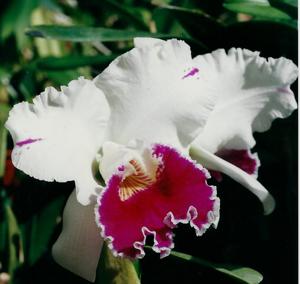 Cattleya Shellie Compton