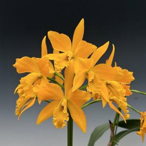 Cattlianthe Sinsonte