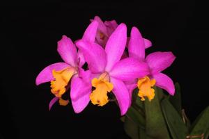 Cattlianthe Tiny Treasure