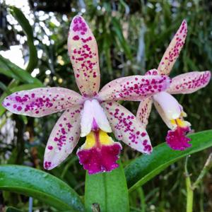 Cattleya Tropical Pointer