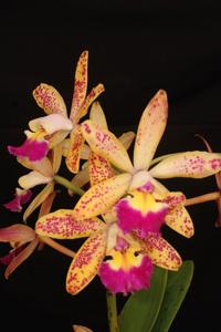 Cattleya Tropical Pointer