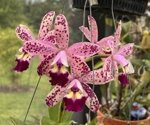 Cattleya Tropical Pointer