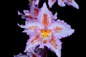 <i>Oncidium</i> Bradshawiae (1907)