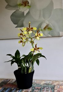 Rossioglossum Rawdon Jester