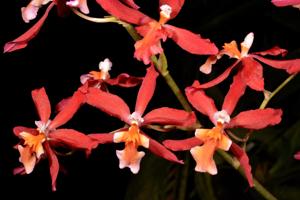 Oncidium Charlesworthii