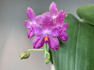 Phalaenopsis Mok Choi Yew