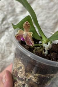 <i>Phalaenopsis</i> Paskal Indukbaru